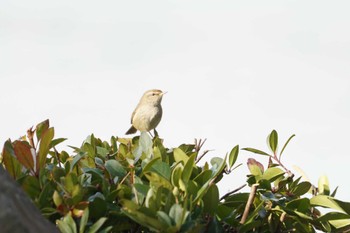 Japanese Bush Warbler 海の公園 Wed, 2/1/2023