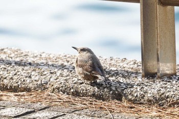 Blue Rock Thrush 海の公園 Wed, 2/1/2023