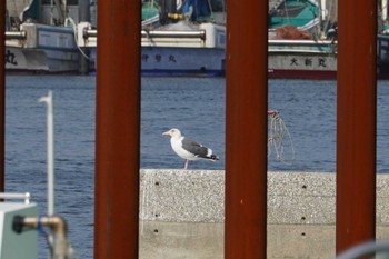 Slaty-backed Gull 柴漁港 Wed, 2/1/2023