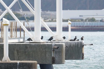 ウミウ 八景島 2023年2月1日(水)