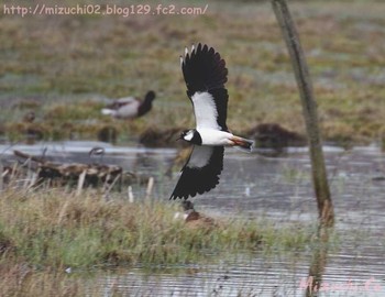 Northern Lapwing スイス　Steinmaue-Neerach Mon, 4/2/2018