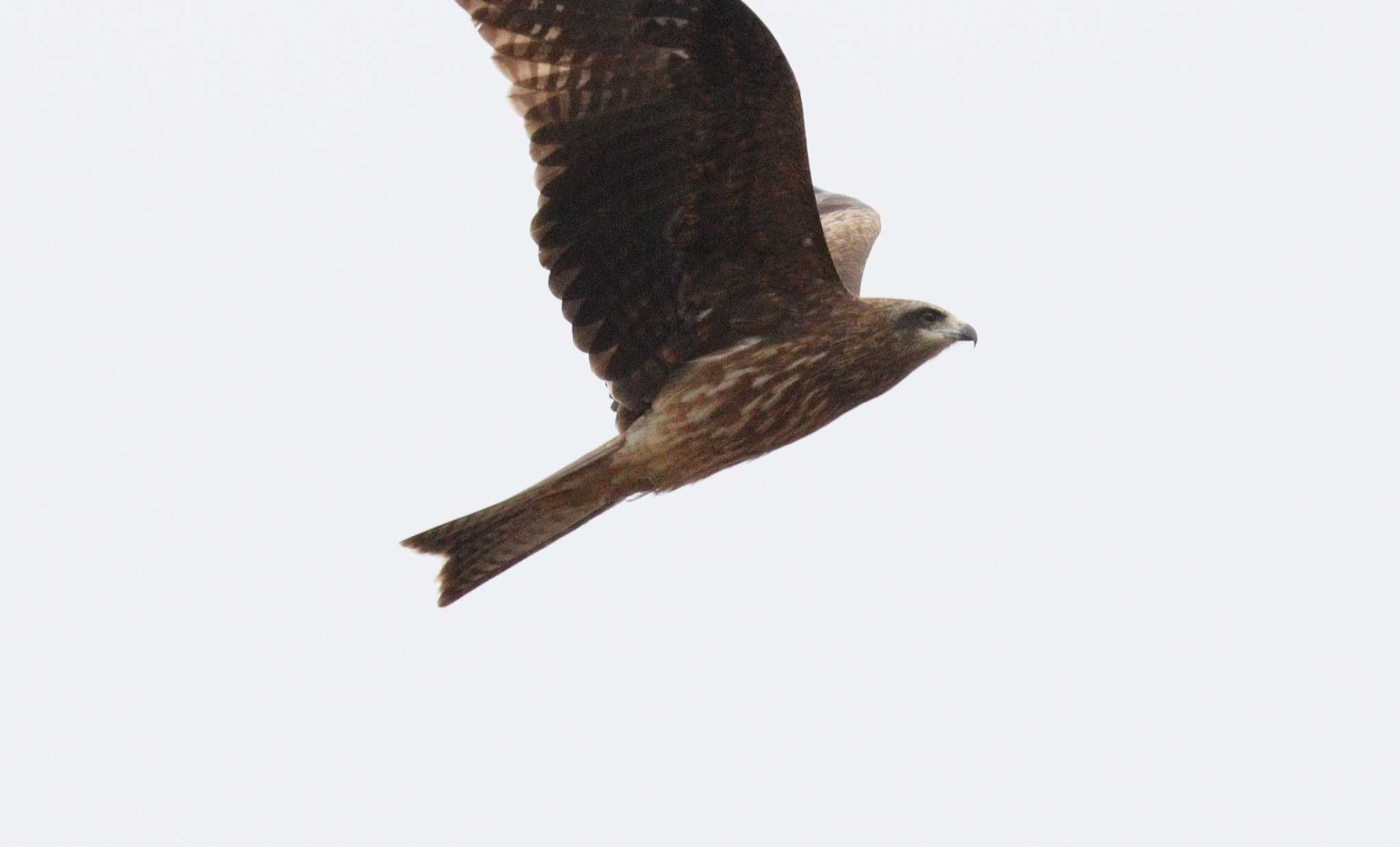 Black Kite