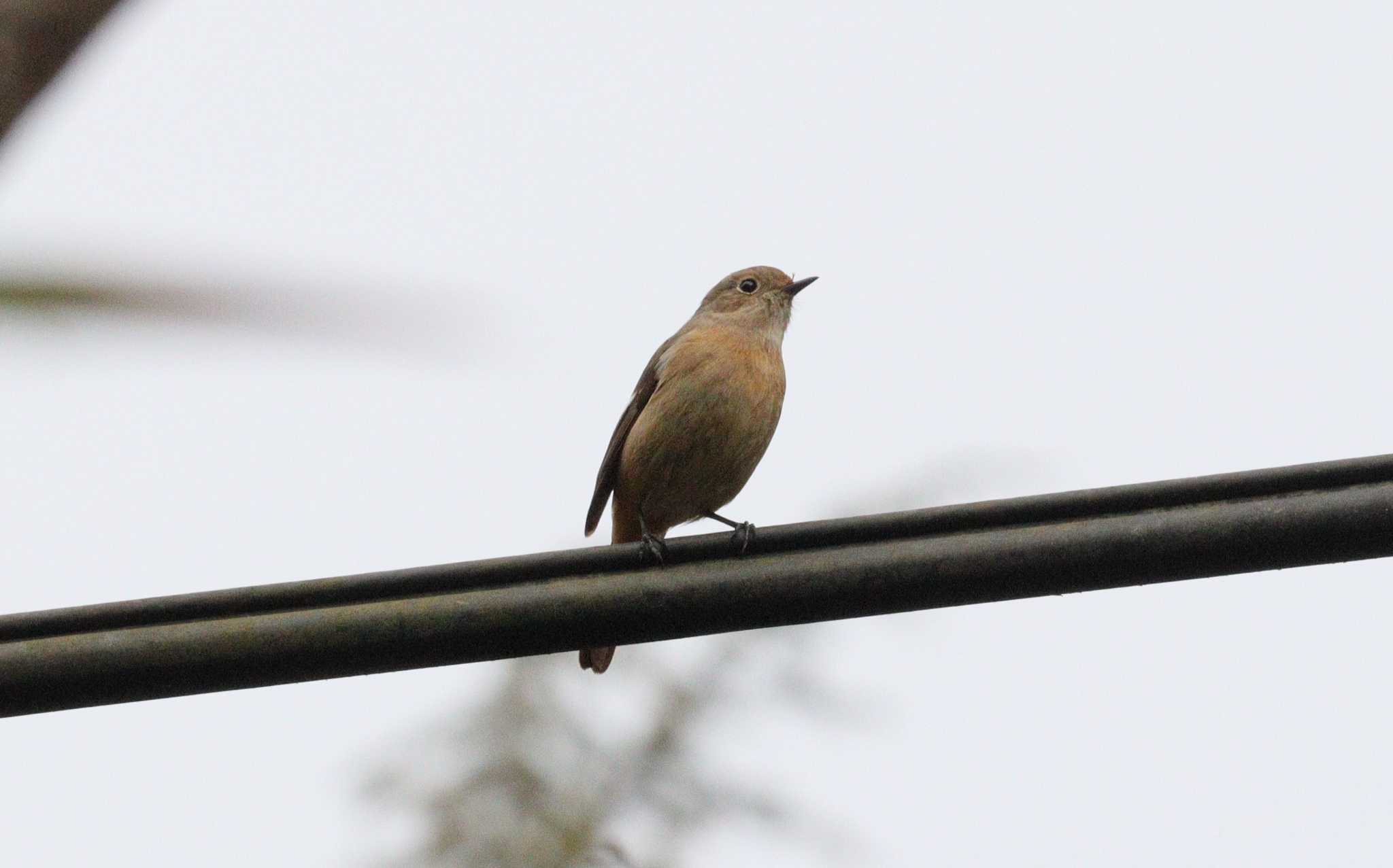 Daurian Redstart