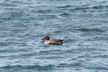 ハシビロガモ 八景島 2023年2月1日(水)