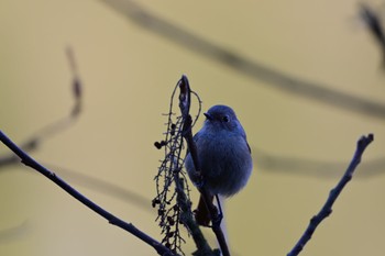 2023年1月30日(月) 坂田ヶ池総合公園の野鳥観察記録