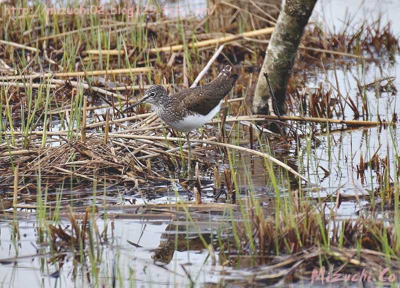 Green Sandpiper