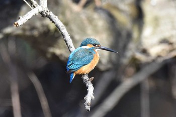 カワセミ 秋ヶ瀬公園 2023年1月29日(日)