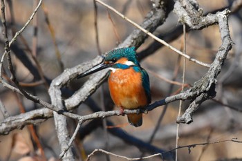 カワセミ 秋ヶ瀬公園 2023年1月29日(日)