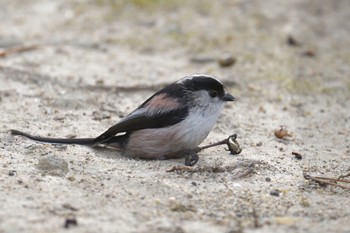 Long-tailed Tit 栗林公園 Wed, 2/1/2023