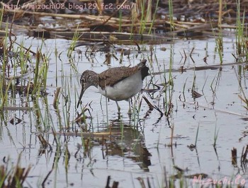 Green Sandpiper スイス　Steinmaue-Neerach Mon, 4/2/2018