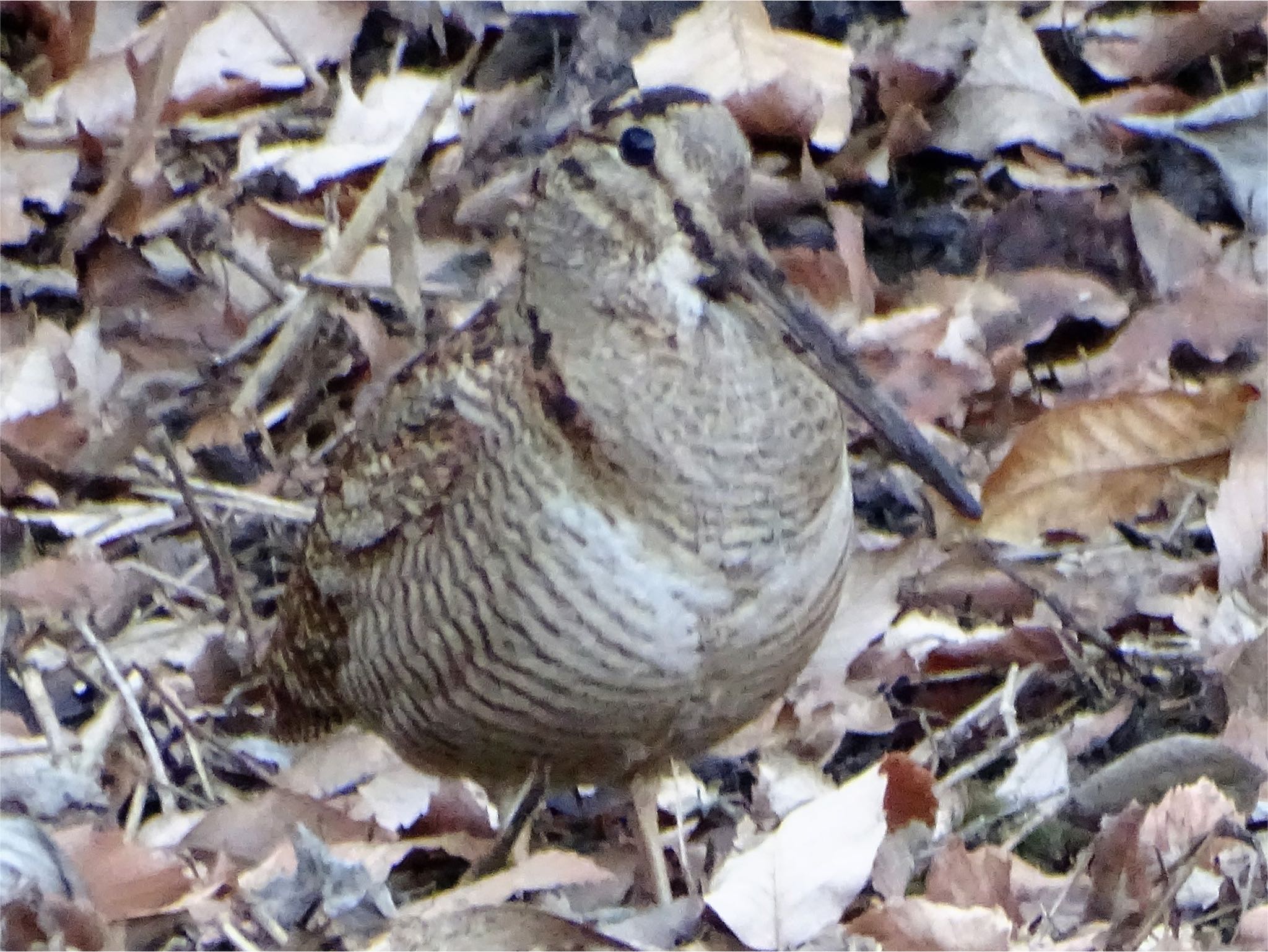 舞岡公園 ヤマシギの写真