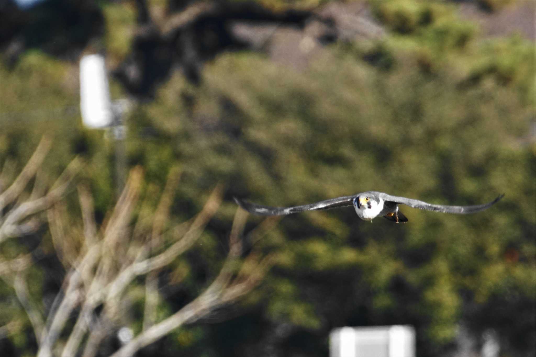 酒匂川 ハヤブサの写真