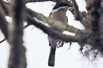 White-browed Shrike-Babbler Sri Lanka Mon, 1/23/2023