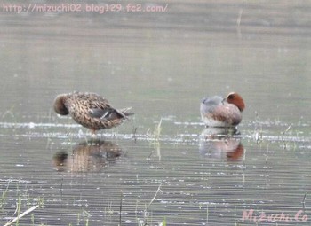 Eurasian Wigeon スイス　Steinmaue-Neerach Mon, 4/2/2018