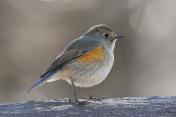 2023年1月29日(日) 小宮公園(八王子)の野鳥観察記録