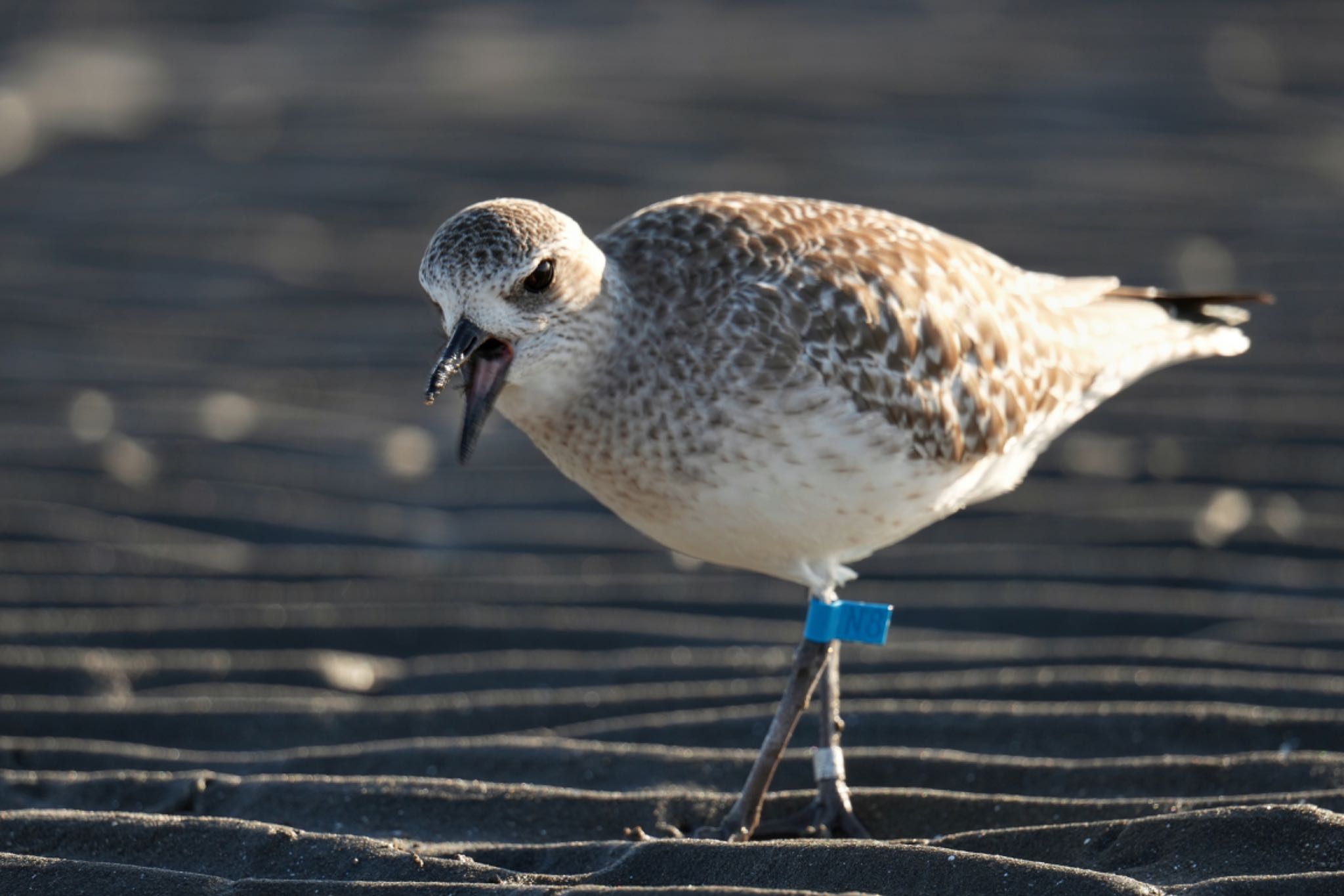 Grey Plover