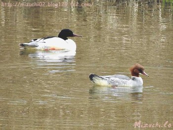 Common Merganser スイス　Steinmaue-Neerach Mon, 4/2/2018