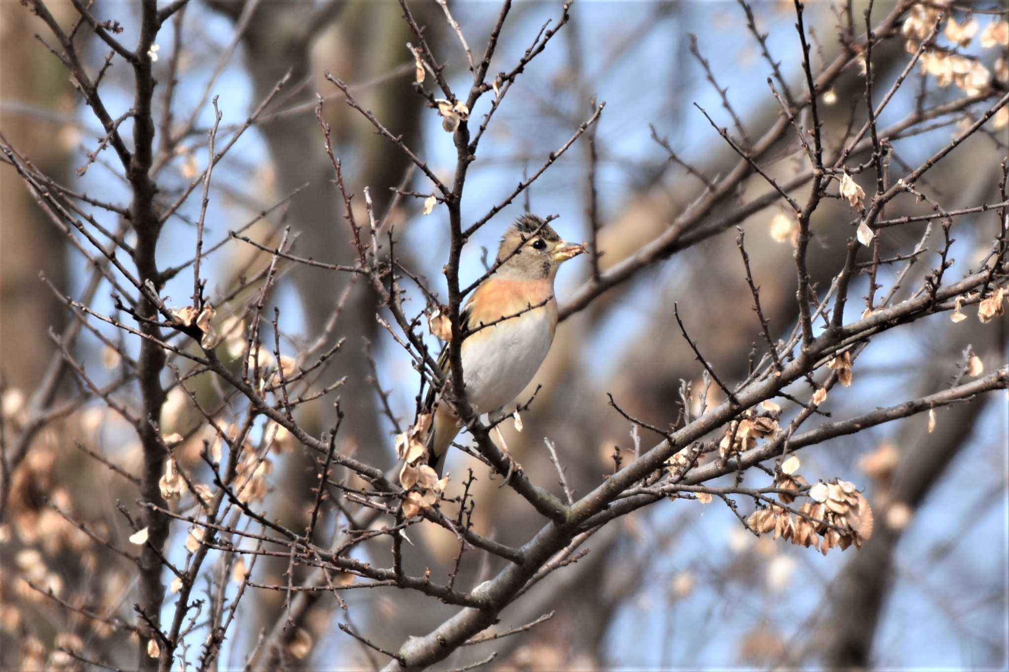 Brambling