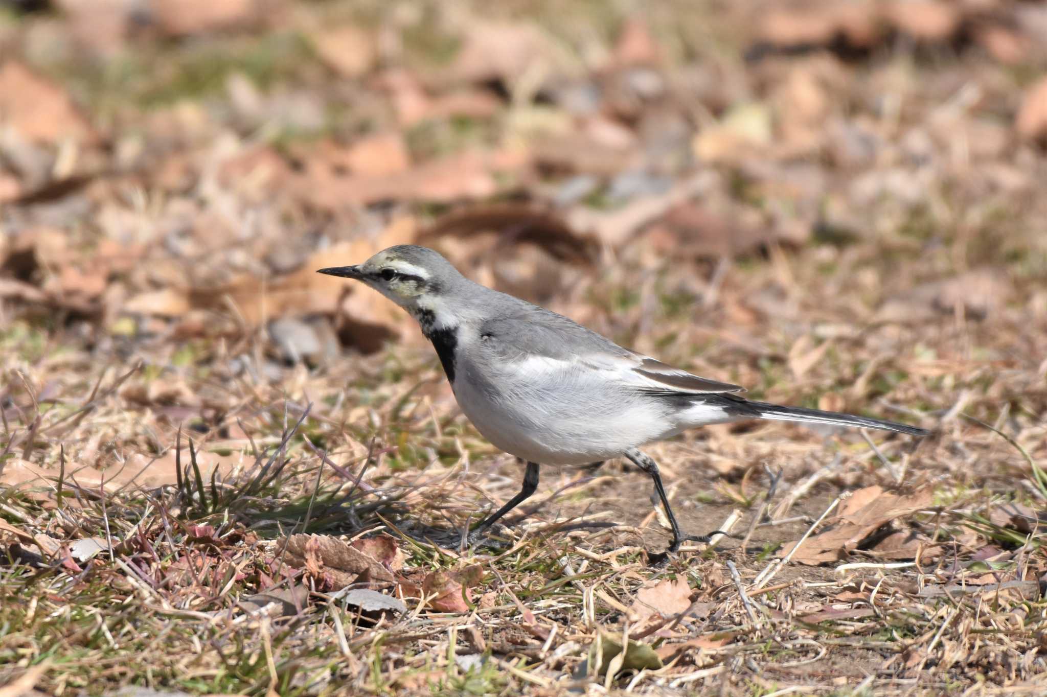 White Wagtail