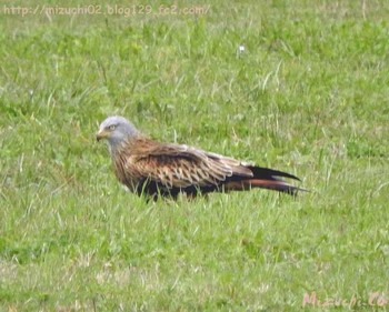 アカトビ スイス　Steinmaue-Neerach 2018年4月2日(月)