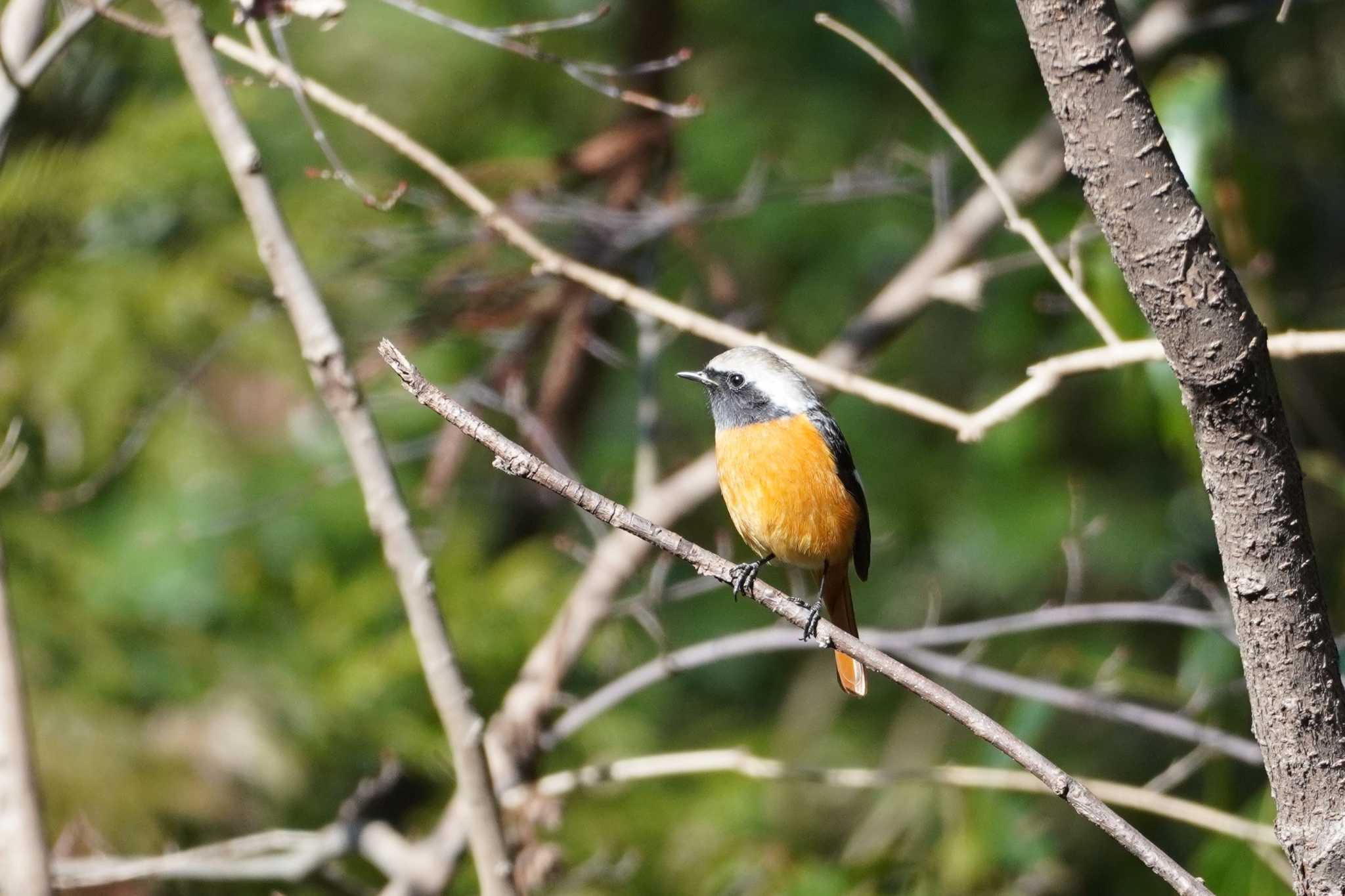 野川公園 ジョウビタキの写真