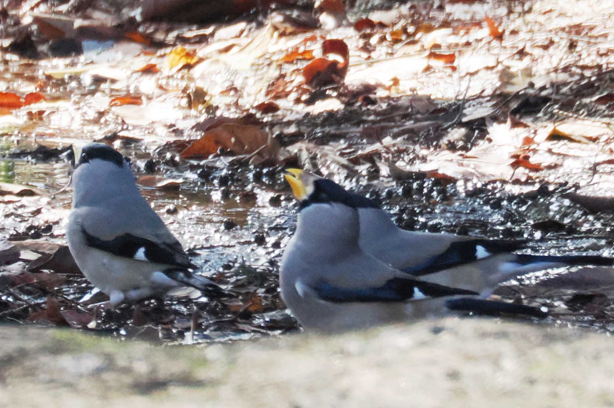 昭和記念公園 イカルの写真