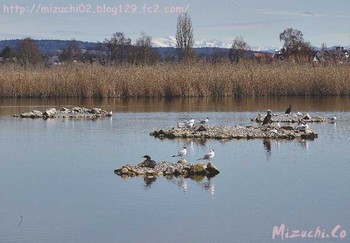 Black-headed Gull スイス　Steinmaue-Neerach Mon, 4/2/2018