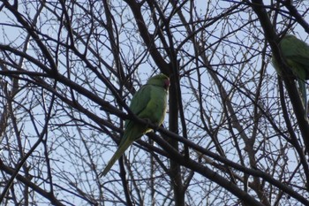 Rose-ringed Parakeet 泉の森公園 Wed, 2/1/2023