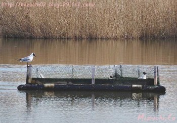 Black-headed Gull スイス　Steinmaue-Neerach Mon, 4/2/2018