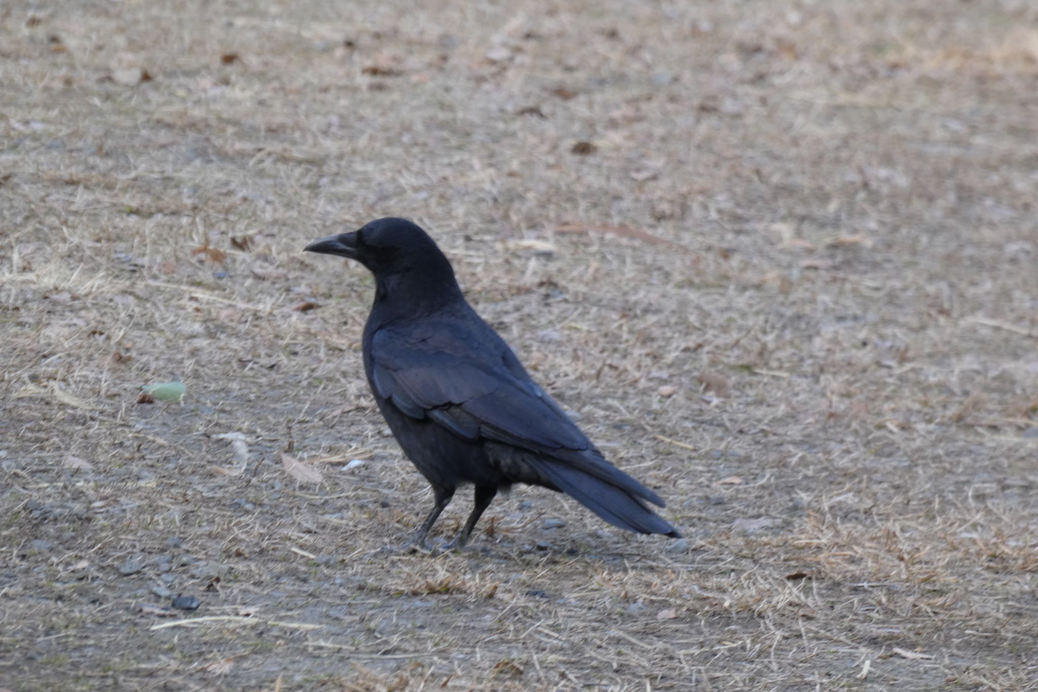 泉の森公園 ハシボソガラスの写真 by ヒロ