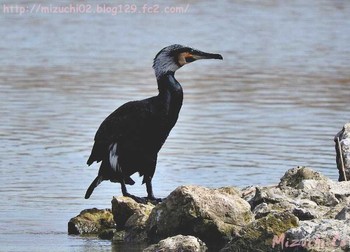 カワウ スイス　Steinmaue-Neerach 2018年4月2日(月)