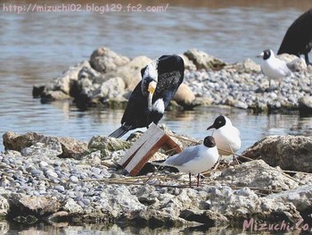 Black-headed Gull スイス　Steinmaue-Neerach Mon, 4/2/2018