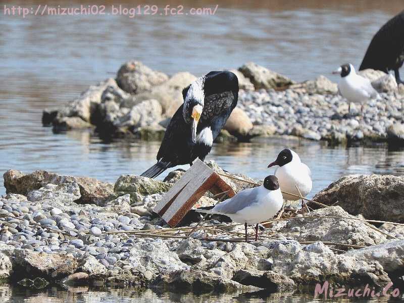 Black-headed Gull