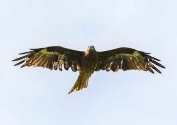 Black Kite Unknown Spots Wed, 2/1/2023