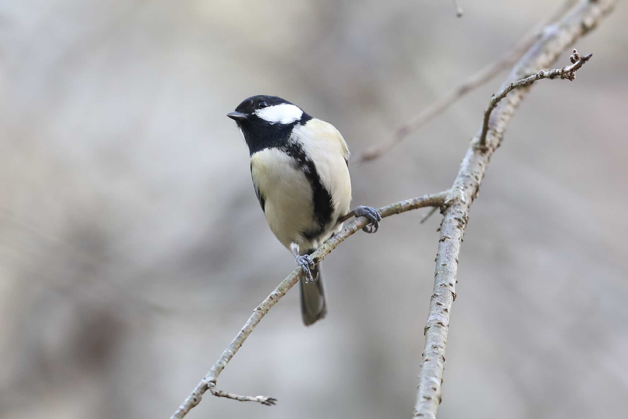 明石公園のシジュウカラ