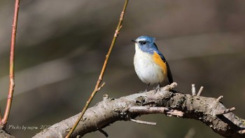 ルリビタキ 北本自然観察公園 2023年1月31日(火)