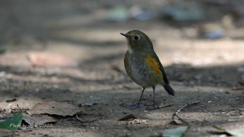 ルリビタキ 北本自然観察公園 2023年1月31日(火)