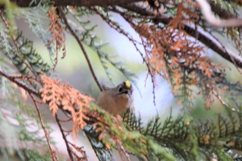 Goldcrest 立田山 Fri, 2/2/2018