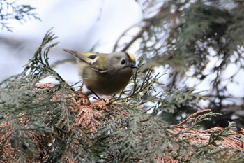 Goldcrest 立田山 Fri, 2/16/2018