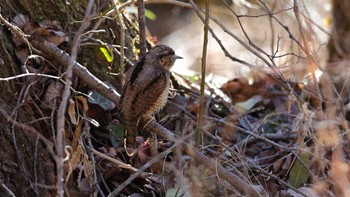 アリスイ 北本自然観察公園 2023年1月31日(火)