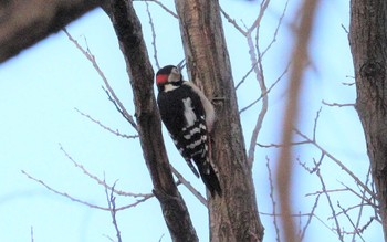 2023年2月2日(木) 勅使池(豊明市)の野鳥観察記録