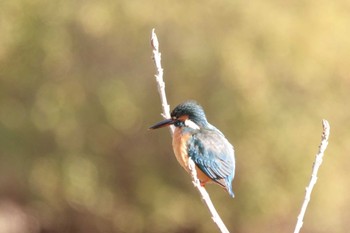 Common Kingfisher Kodomo Shizen Park Sat, 1/28/2023