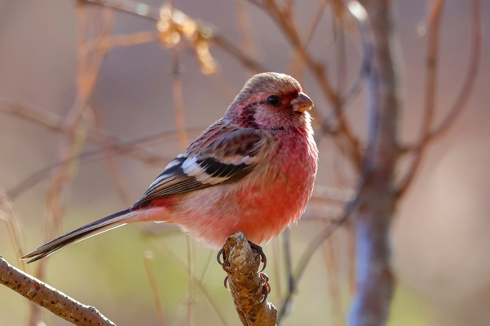 Photo of Siberian Long-tailed Rosefinch at 栃木県 by amachan