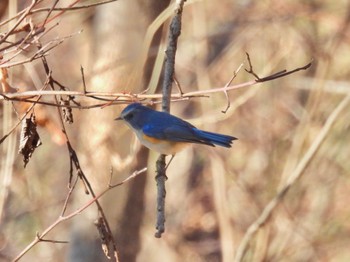 Red-flanked Bluetail 武田の杜 Sat, 12/31/2022