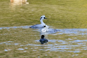 Smew 千葉県メスへアピール Sat, 1/21/2023