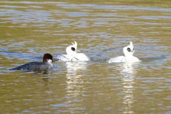 Smew 千葉県メスへアピール Sat, 1/21/2023