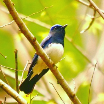 Blue-and-white Flycatcher 熊本県阿蘇市 Wed, 4/11/2018