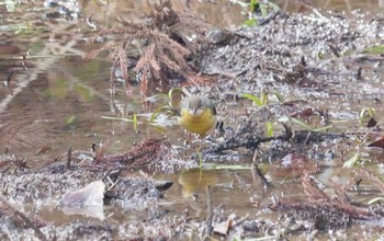 Sun, 1/22/2023 Birding report at 各務野自然遺産の森