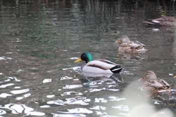 マガモ 木曽川河跡湖公園 2023年1月22日(日)