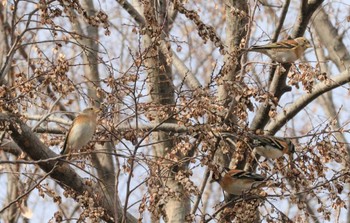 Brambling 木曽川河跡湖公園 Sun, 1/22/2023